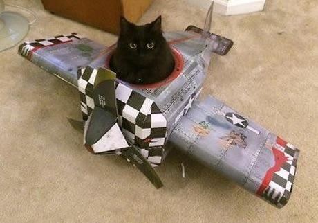 Top 10 Images of Cats in Toy Vehicles Top 10 Images of Cats in Toy Vehicles