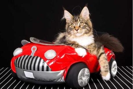 Top 10 Images of Cats in Toy Vehicles Top 10 Images of Cats in Toy Vehicles