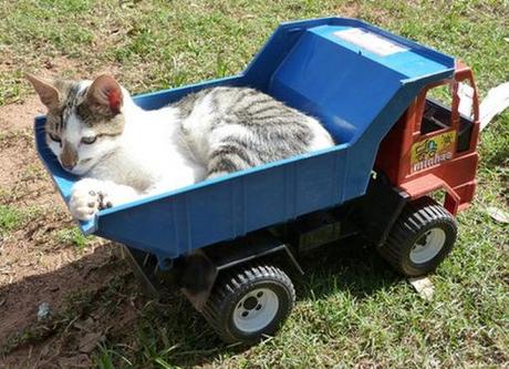 Top 10 Images of Cats in Toy Vehicles Top 10 Images of Cats in Toy Vehicles
