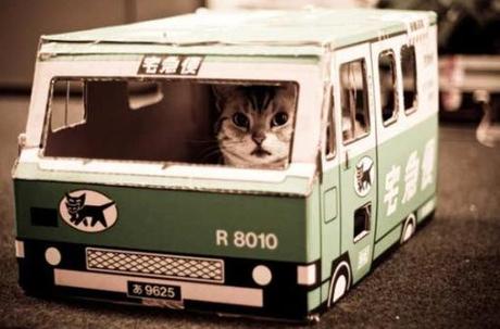 Top 10 Images of Cats in Toy Vehicles Top 10 Images of Cats in Toy Vehicles