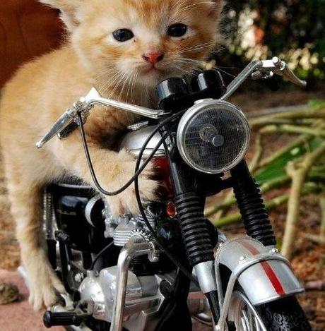Top 10 Images of Cats in Toy Vehicles Top 10 Images of Cats in Toy Vehicles