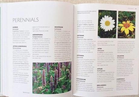 RHS Companion to Scented Plants : Book Review & Give Away image2 (1)