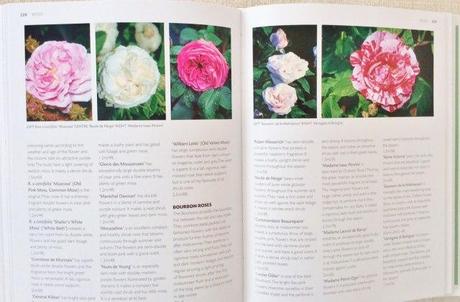 RHS Companion to Scented Plants : Book Review & Give Away image1 (2)