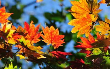 ‘Autumn Leaves’ — A Song for All Seasons