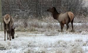 Elk Butts