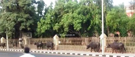 Yuvraj, the murrah buffalo that is worth Rs.7 crore