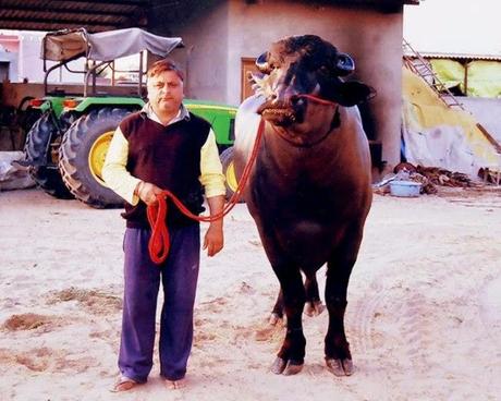 Yuvraj, the murrah buffalo that is worth Rs.7 crore