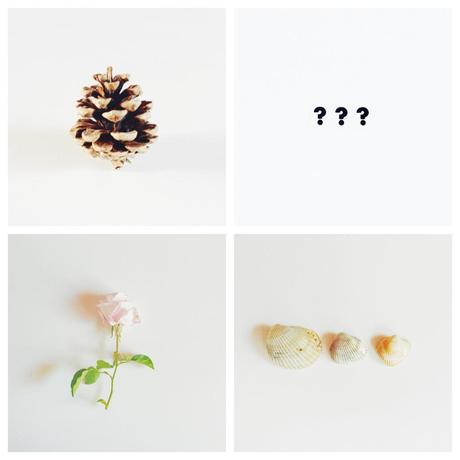photo pulp // feather to shells ptos