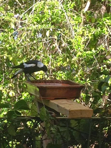 We put up a bird-feeder.I've been enjoying all the birds ...
