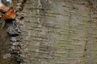 Betula alleghaniensis Bark (28/09/2014, Kew Gardens, London)