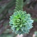 Visit to the Swiss National Arboretum A conifer from Patagonia