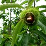 Visit to the Swiss National Arboretum We collected seet chetstuns for two dinners - delicious