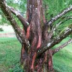 Visit to the Swiss National Arboretum A Japanese tree