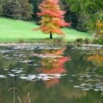 Visit to the Swiss National Arboretum Autumn reflection