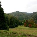 Visit to the Swiss National Arboretum Meadow with huge Thujas