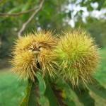 Visit to the Swiss National Arboretum Sweet chestnuts
