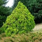 Visit to the Swiss National Arboretum Thuja bush