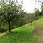 Visit to the Swiss National Arboretum Alley with old orchard trees