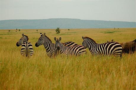 Fears of Ebola Crushing Africa's Safari Tourism Industry Fears of Ebola Crushing Africa's Safari Tourism Industry