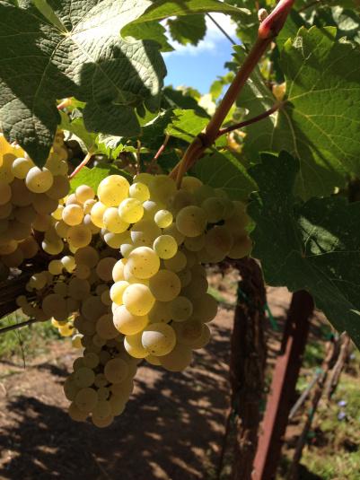 Harvest Time… Harvest Time…