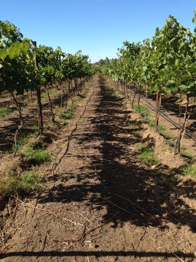 Harvest Time… Harvest Time…