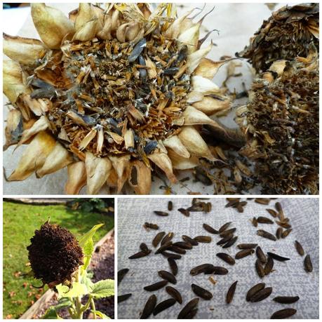 Collecting Sunflower Seeds Saving sunflower seeds