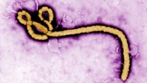 ebola.virus_