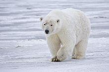 Polar Bears Force Halloween Celebration Indoors in Canadian Community