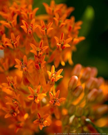 Butterfly Weed - asclepias tuberosa