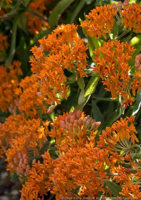 Butterfly Weed - asclepias tuberosa