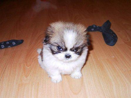 Why Muslims hate dogs Why Muslims hate dogs
