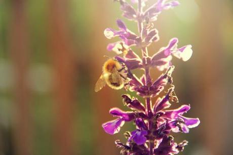 bee on salvia flower