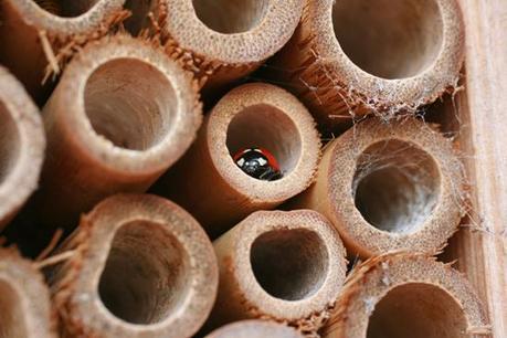 ladybird in a bug box