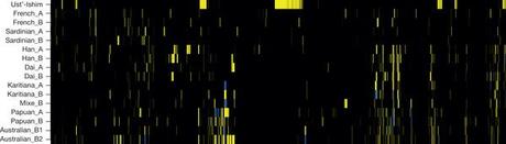 Ancient DNA reveals how often and when humans & neanderthals interbred The genomes of several people laid out next to each other. Yellow bits represent Neanderthal DNA. The Siberian femur is the top one.