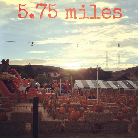 Taper Time run pumpkin patch
