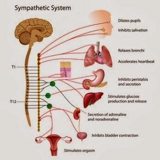 Life-Changer: Understanding Your Autonomic Nervous System Life-Changer: Understanding Your Autonomic Nervous System