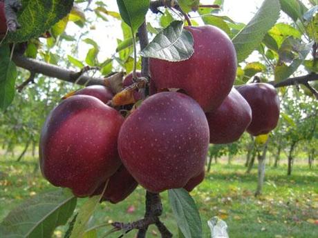 Apples are the BEST. Curtsey of njfamily.com