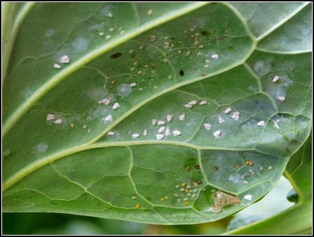 Cabbage Whitefly