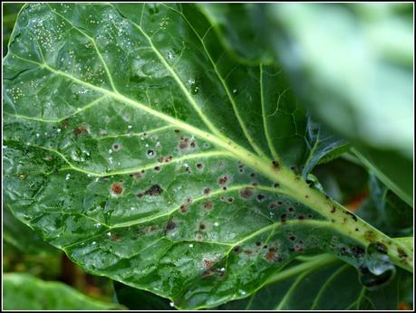 Cabbage Whitefly