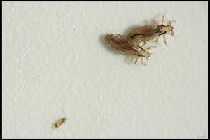 Vamousse away the headlice IMG_0290.JPG