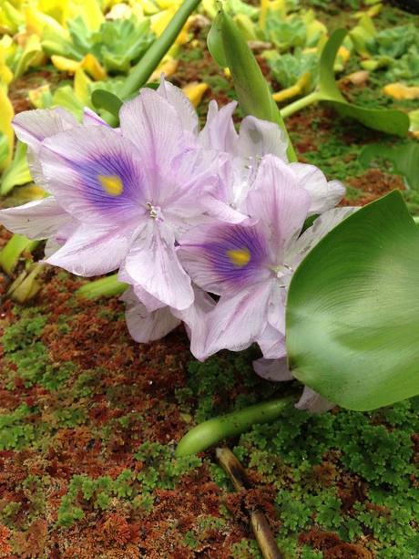 Water hyacinth, Eichhornia crassipes