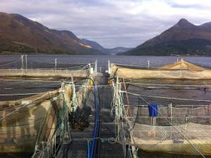 A peek behind the scenes at Scottish Farmed Salmon loch leven scottish salmon marine harvest