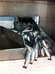 A peek behind the scenes at Scottish Farmed Salmon marine harvest scottish salmon