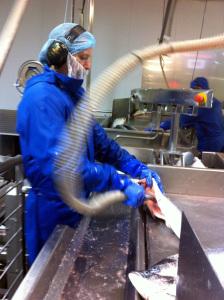 A peek behind the scenes at Scottish Farmed Salmon marine harvest scottish salmon