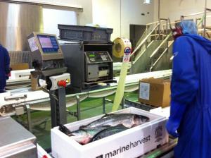 A peek behind the scenes at Scottish Farmed Salmon marine harvest scottish salmon