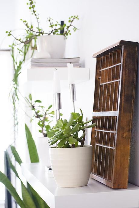Urban Jungle Bloggers | My Plant Shelfie My plant shelfie | My Paradissi #urbanjunglebloggers