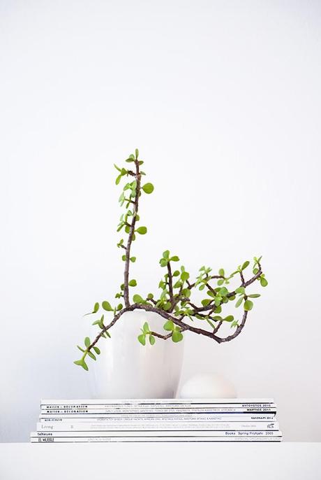 Urban Jungle Bloggers | My Plant Shelfie My plant shelfie | My Paradissi #urbanjunglebloggers
