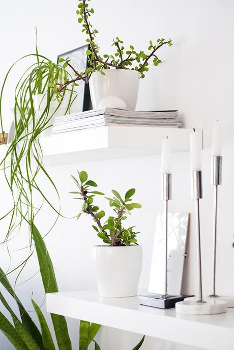 Urban Jungle Bloggers | My Plant Shelfie My plant shelfie | My Paradissi #urbanjunglebloggers