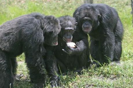 Human evolution weekly update: Old DNA, old art & sexy men If this hold true for chimps; whoever is dating the one in the middle has to be very attractive