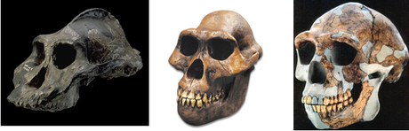 Human evolution weekly update: Old DNA, old art & sexy men Paranthropus (left), Australopithecus (centre) and early Homo (right)